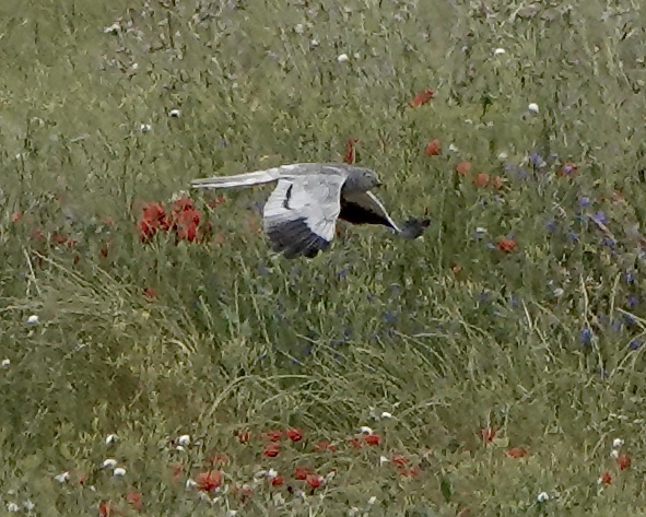 Montagu's harrier